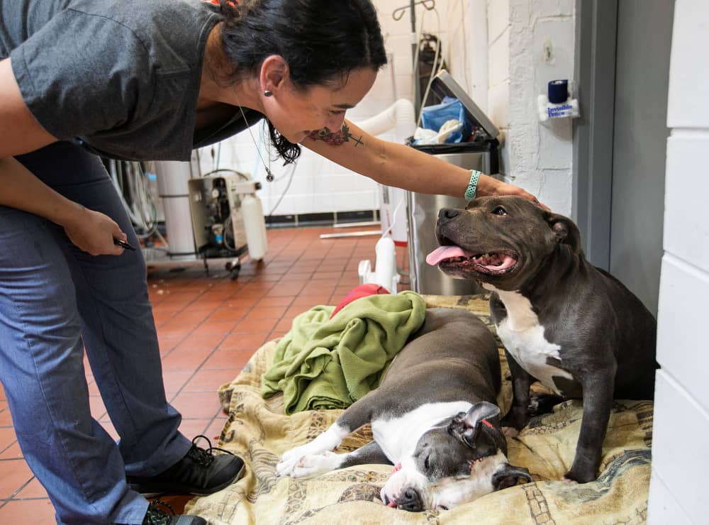 Healthy vaccinated puppies at play